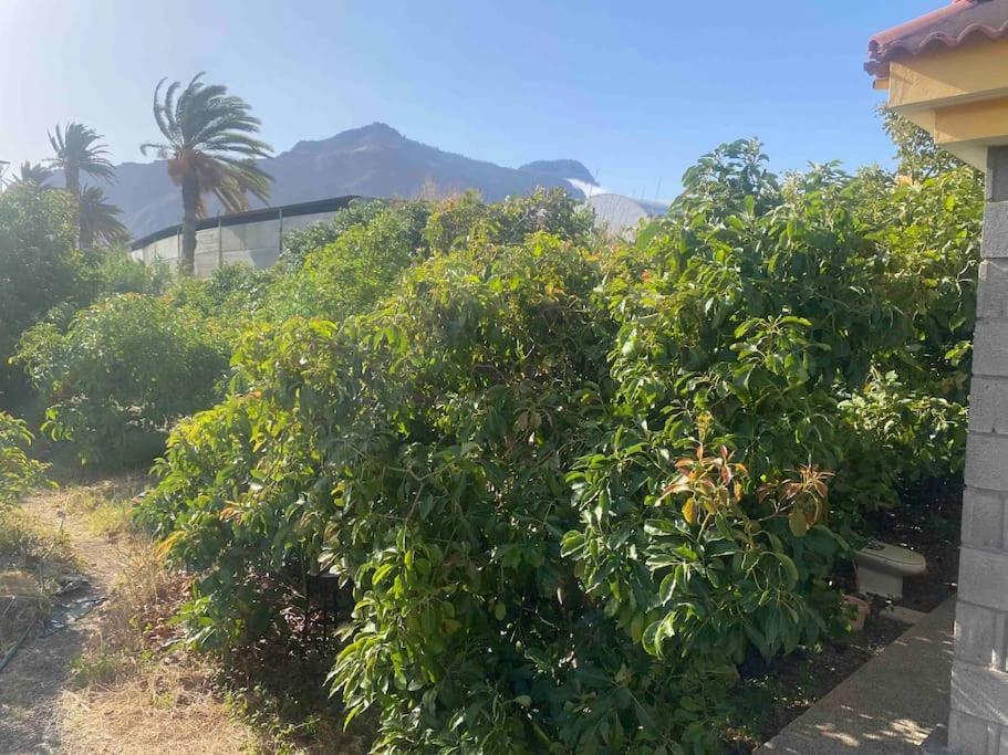 Casita Lily Villa Las Palmas de Gran Canaria Bagian luar foto